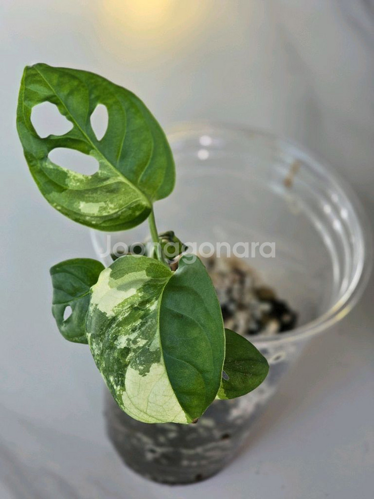 무늬아단소니 a2--3