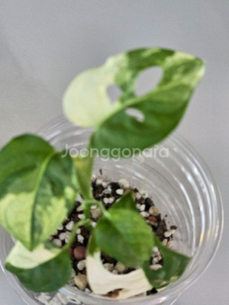 무늬아단소니 a2--1