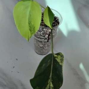 옐로우몬스테라 보르시지아나 b2