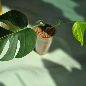 옐로우몬스테라 보르시지아나 b3