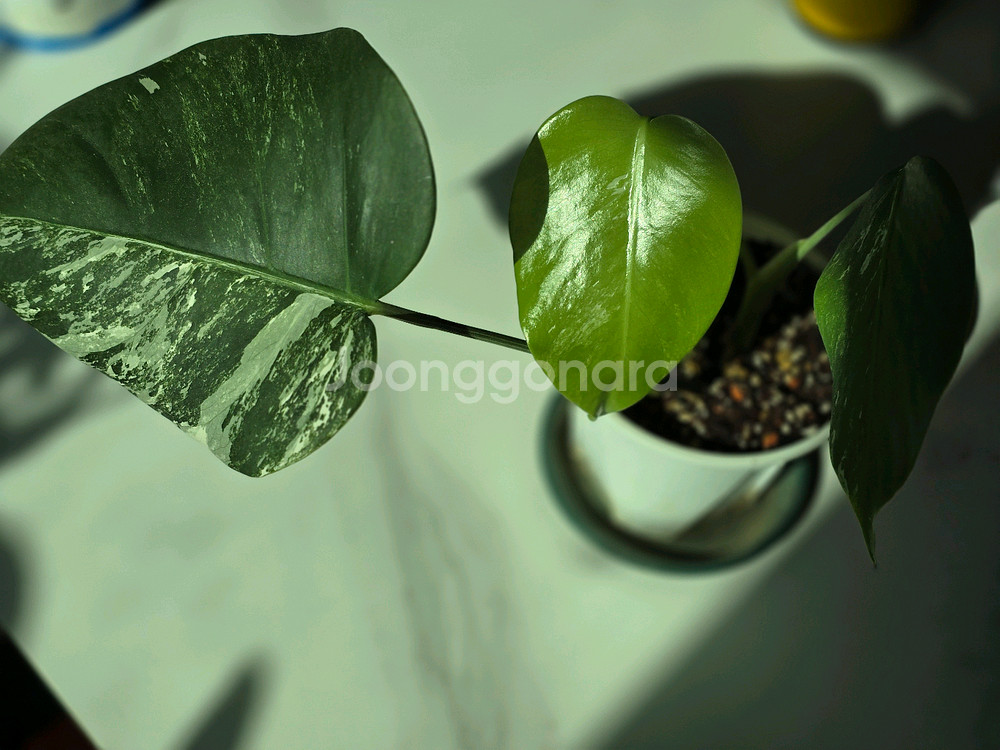 알보 몬스테라 보르시지아나 c1--0