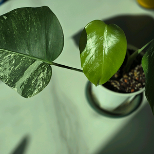 알보 몬스테라 보르시지아나 c1