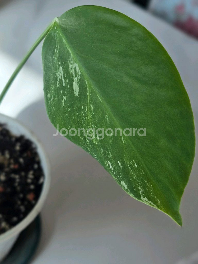 알보 몬스테라 보르시지아나 c1--3