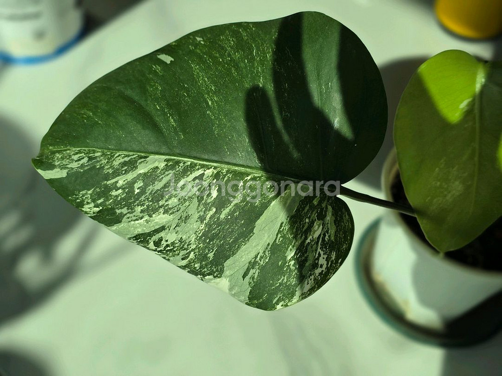 알보 몬스테라 보르시지아나 c1--1