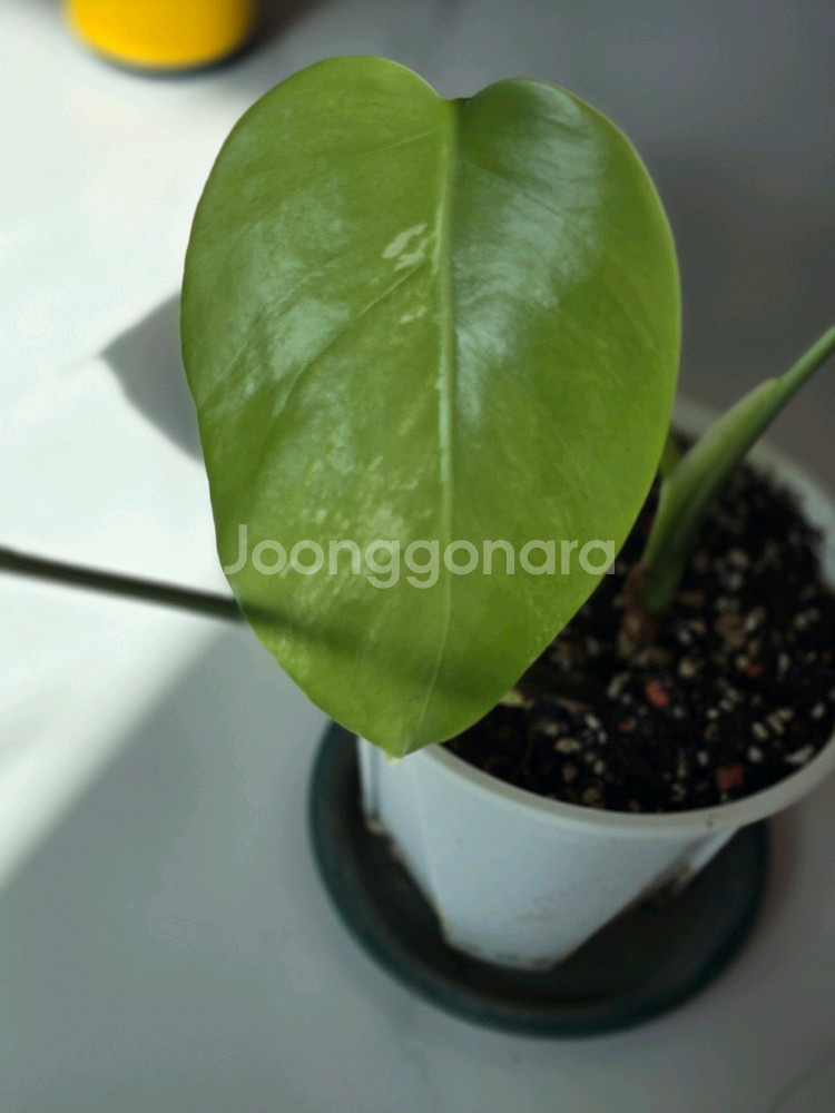 알보 몬스테라 보르시지아나 c1--2