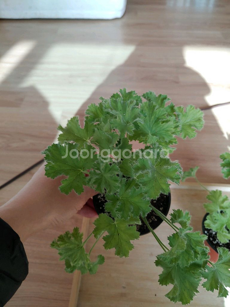 라임 리갈제라늄 2포트 일괄(10촉)--1