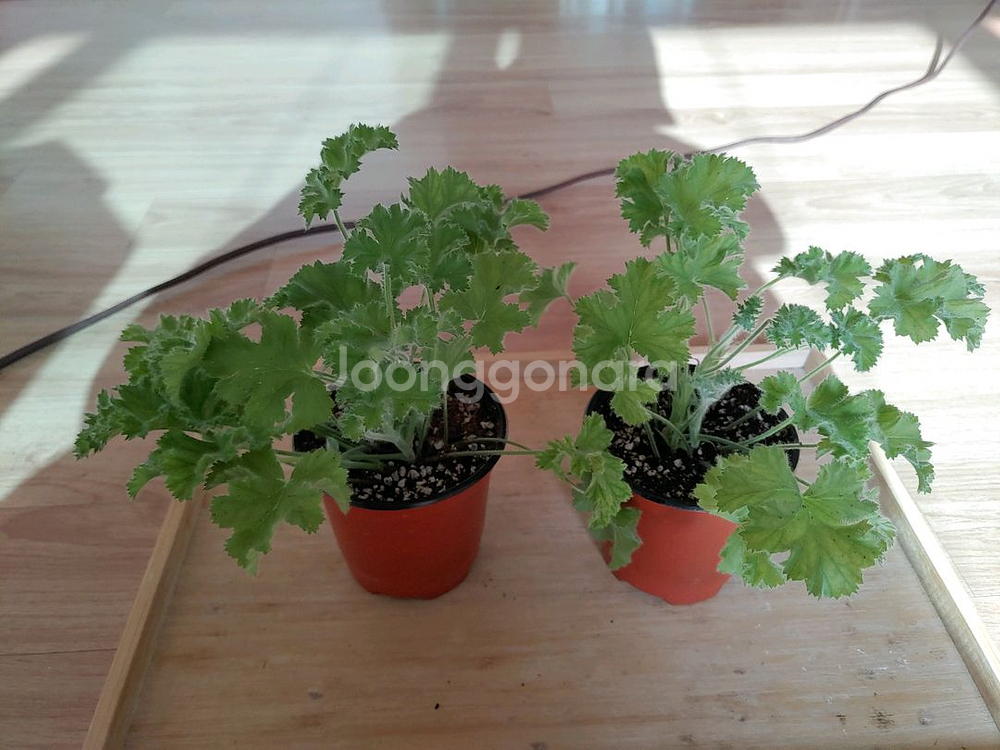 라임 리갈제라늄 2포트 일괄(10촉)--0