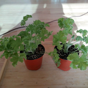 라임 리갈제라늄 2포트 일괄(10촉)