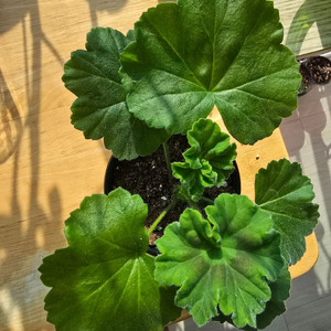 심 플로렌스 제라늄