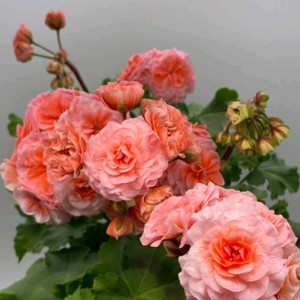 에릭사자성운 제라늄