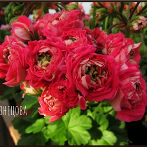 ess게이샤 제라늄