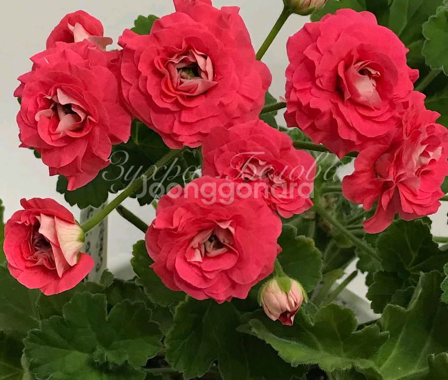 심포에지아 제라늄--0