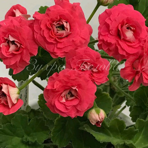 심포에지아 제라늄