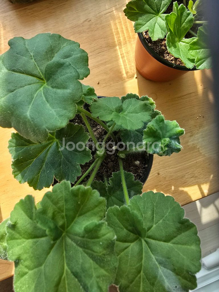 심포에지아 제라늄--1