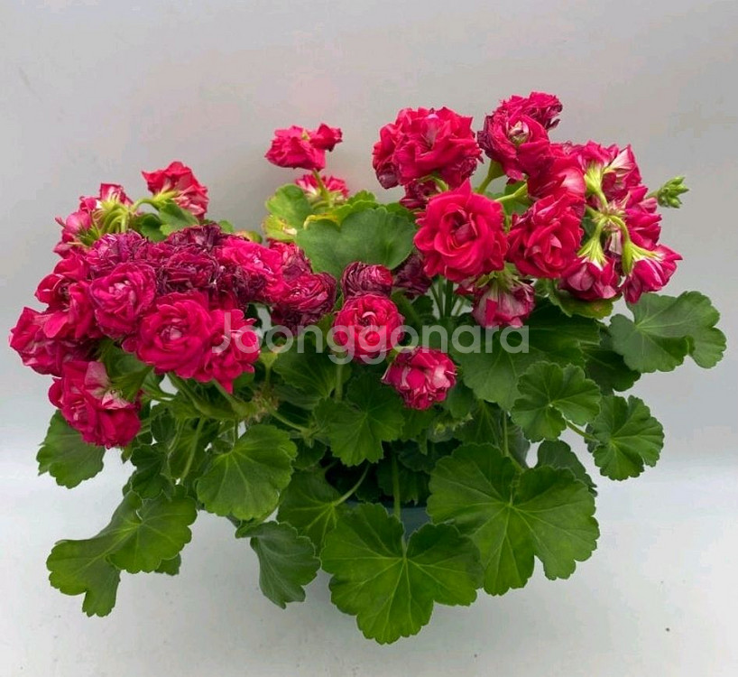 에릭불사조의 전설--0