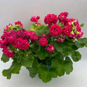 에릭불사조의 전설