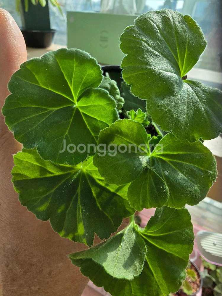 에릭불사조의 전설--1