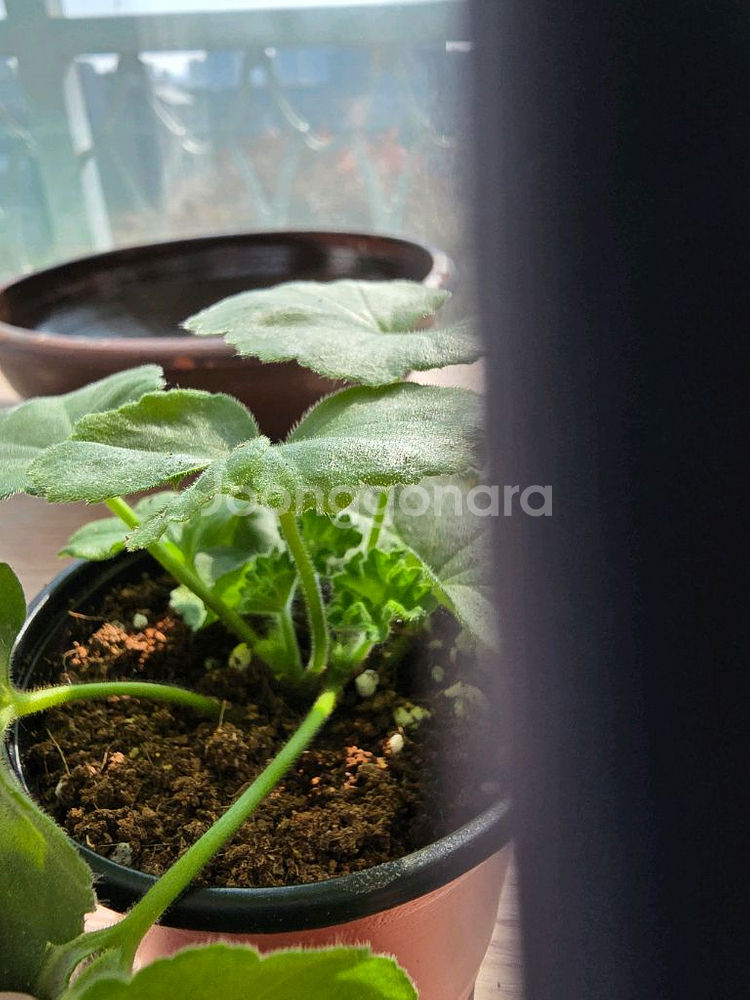 에릭불사조의 전설--2