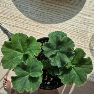 송오브골쵸브 제라늄