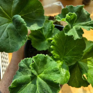 타 러브 스토리 제라늄