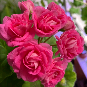 실크로드 제라늄