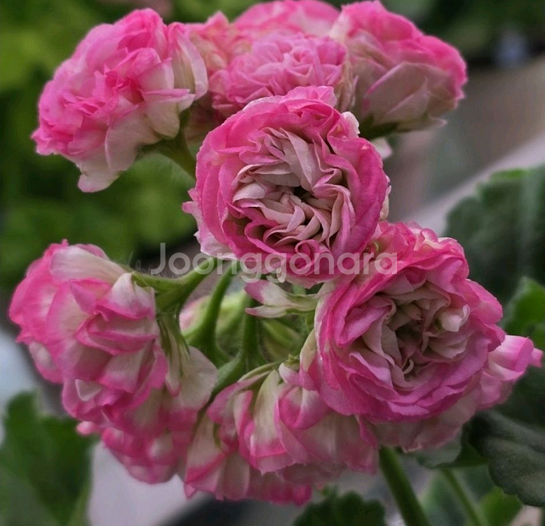 에릭 스타 판타지 제라늄--0