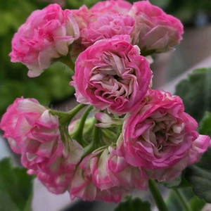 에릭 스타 판타지 제라늄