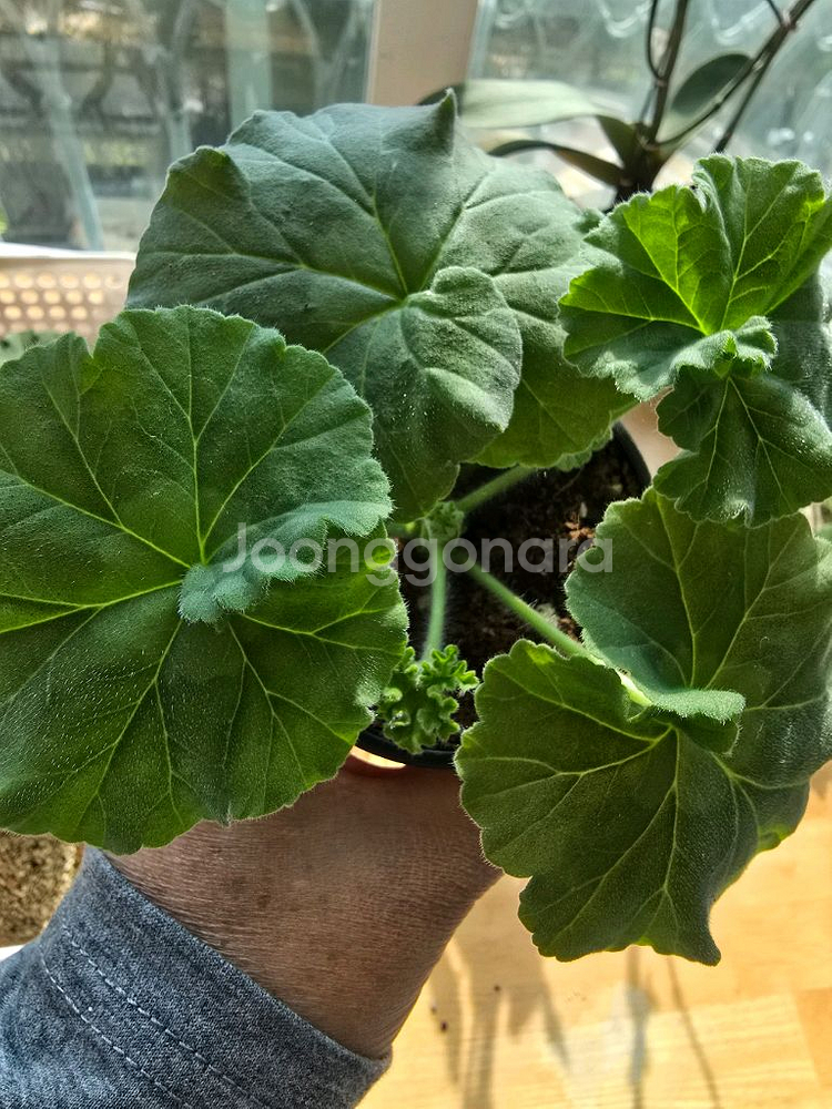 에릭 스타 판타지 제라늄--1