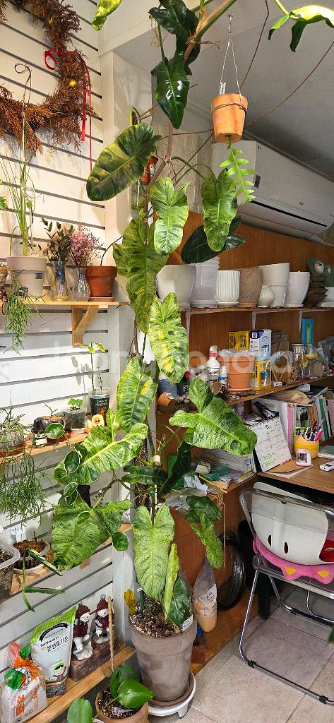 필로덴드론 파라이소베르디--0