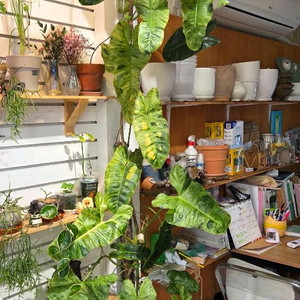 필로덴드론 파라이소베르디