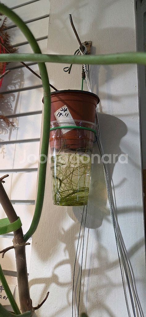 필로덴드론 파라이소베르디--4