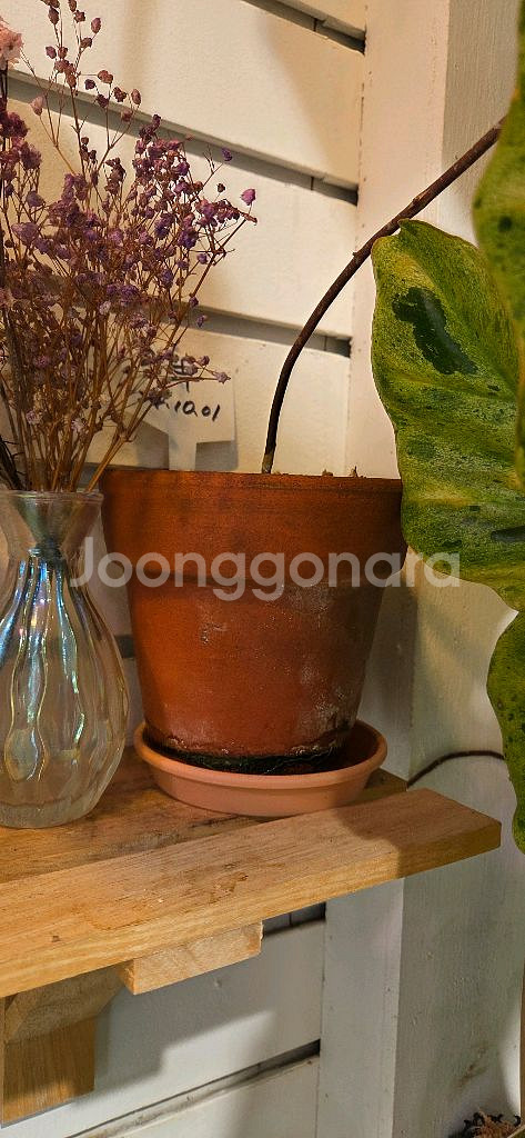 필로덴드론 파라이소베르디--3