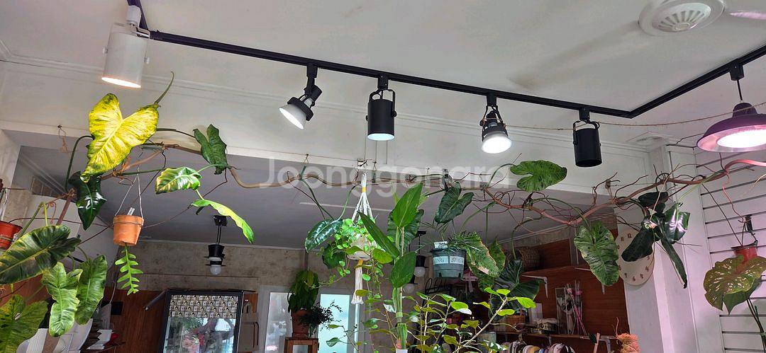 필로덴드론 파라이소베르디--1