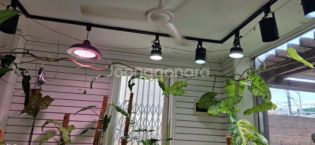 필로덴드론 파라이소베르디--2