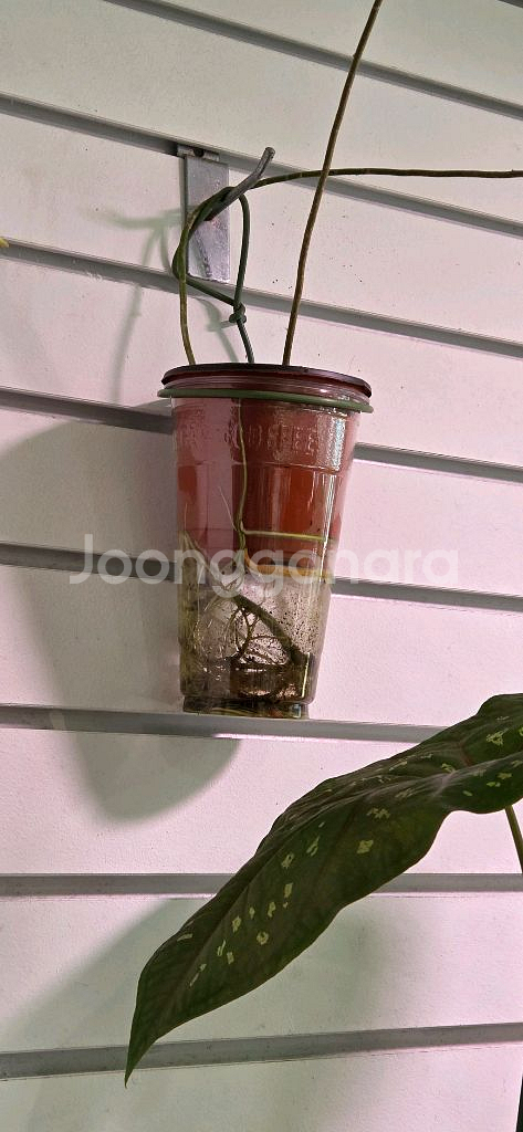 필로덴드론 파라이소베르디--5