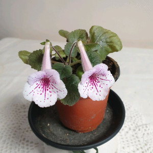 더하트 ㅡ 미니신닌기아