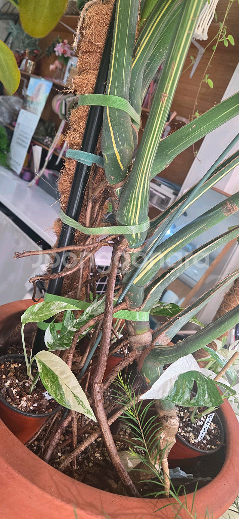 몬스테라 바리에가타 식물--4