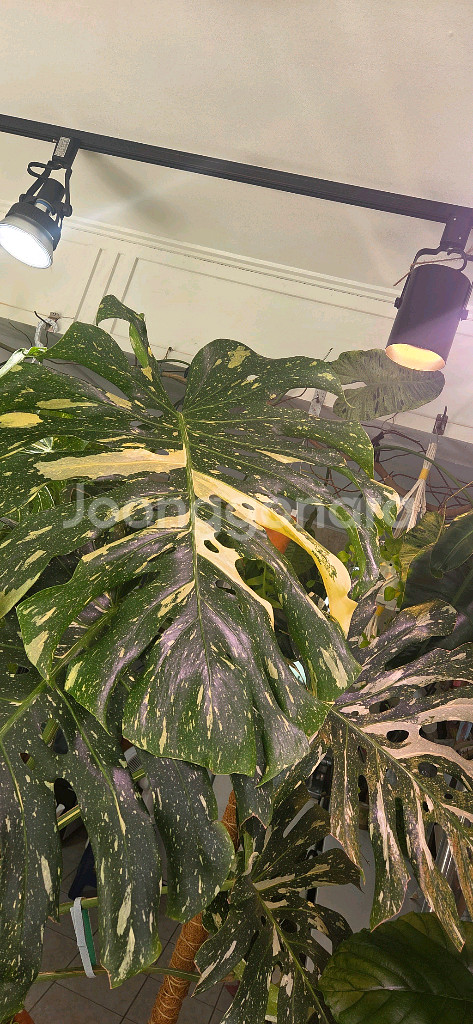 몬스테라 바리에가타 식물--1