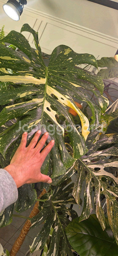 몬스테라 바리에가타 식물--0