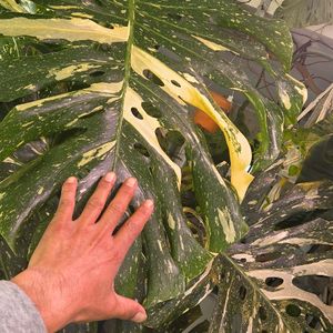 몬스테라 바리에가타 식물