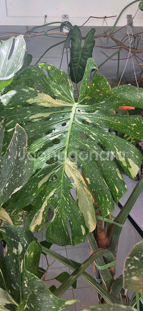 몬스테라 바리에가타 식물--3