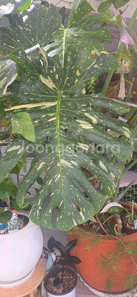 몬스테라 바리에가타 식물--2