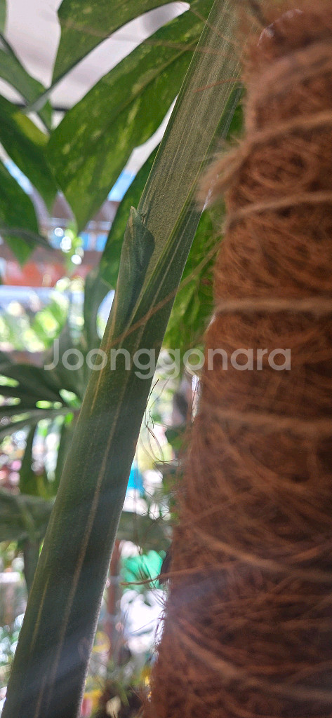 몬스테라 바리에가타 식물--5