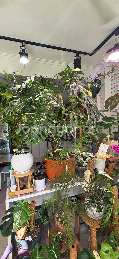 몬스테라 바리에가타 식물--6