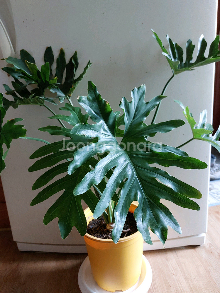 호프 셀렘 식물--0