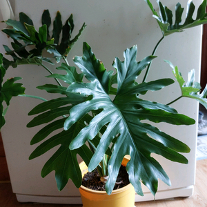 호프 셀렘 식물