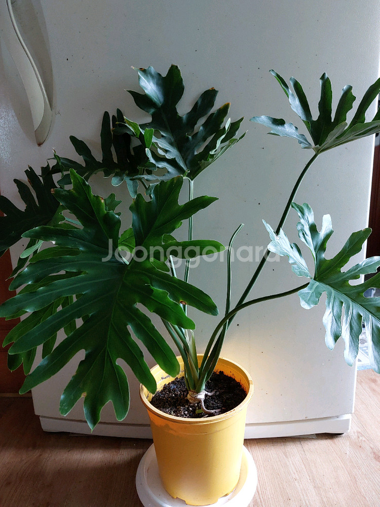 호프 셀렘 식물--1