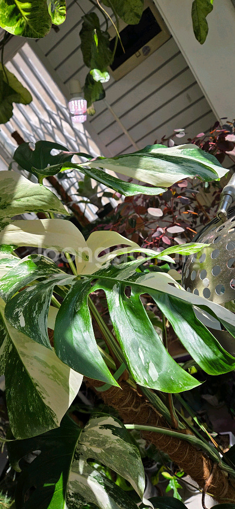 알보몬스테라 바리에가타--0