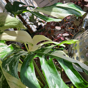 알보몬스테라 바리에가타