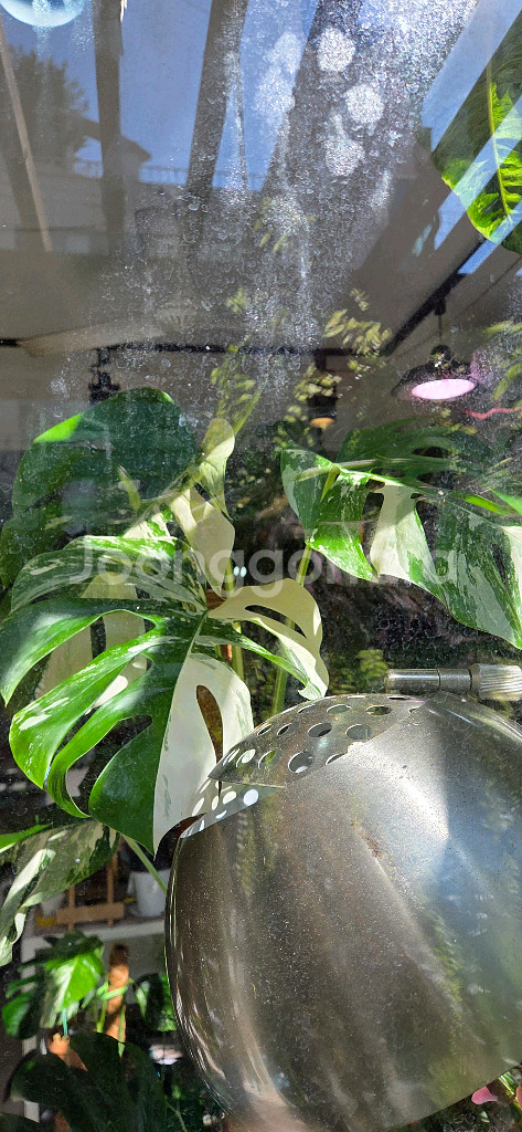 알보몬스테라 바리에가타--1